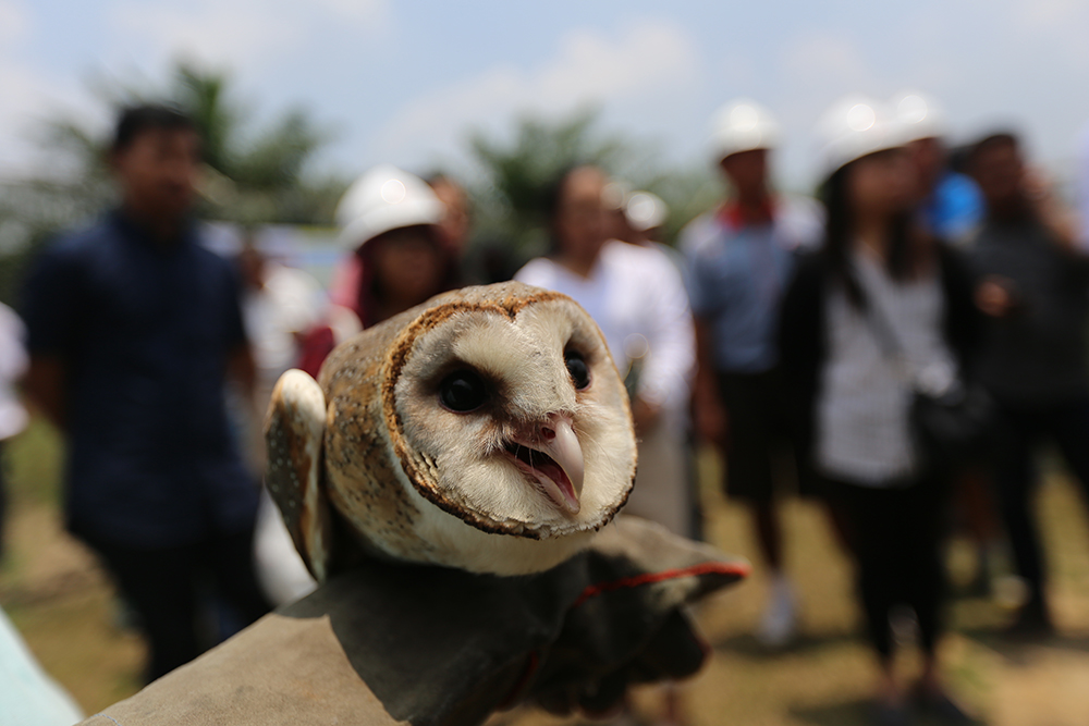 Inilah skuad pertahanan alami: Flora dan fauna pengendali hama